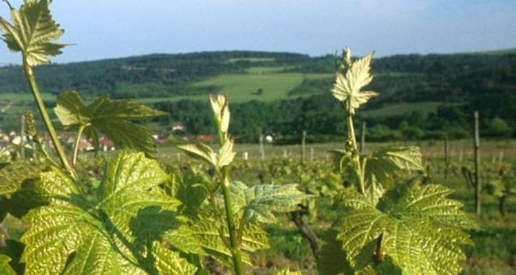Lo mejor del champán - Discover France Adventures 4