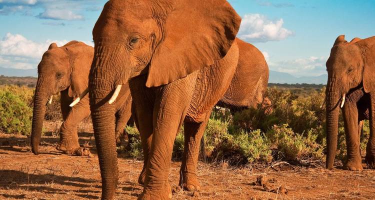 Semaine de la vie sauvage en Tanzanie - 7 jours - On The Go Tours 4