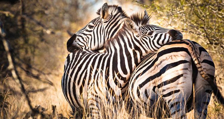 Semaine de la vie sauvage en Tanzanie - 7 jours - On The Go Tours 2