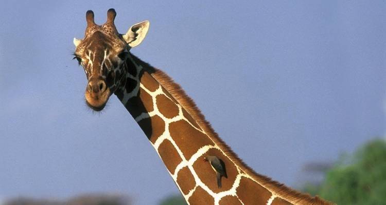 Semaine de la vie sauvage en Tanzanie - 7 jours - On The Go Tours 8