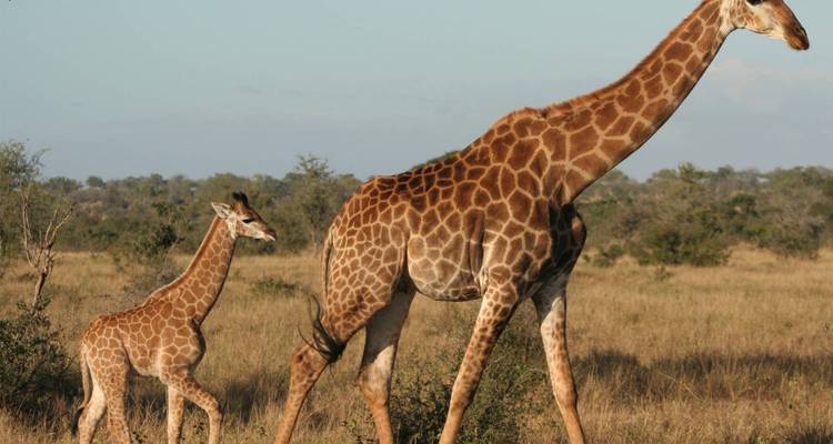 Semaine de la vie sauvage en Tanzanie - 7 jours - On The Go Tours 10