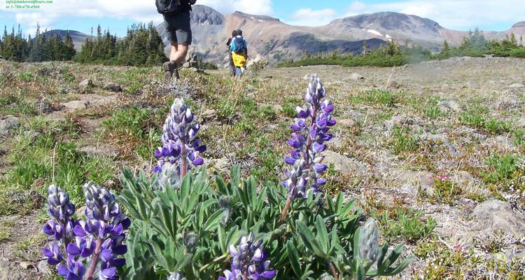 Trek dans les Rocheuses canadiennes et excursion en canoë - Timberwolf Tours Ltd. 2
