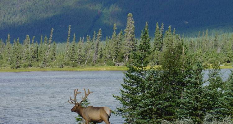 Trek dans les Rocheuses canadiennes et excursion en canoë - Timberwolf Tours Ltd. 4