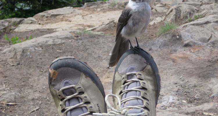 Rocky Mountain Pioneer - Vacances en famille - Timberwolf Tours Ltd. 4