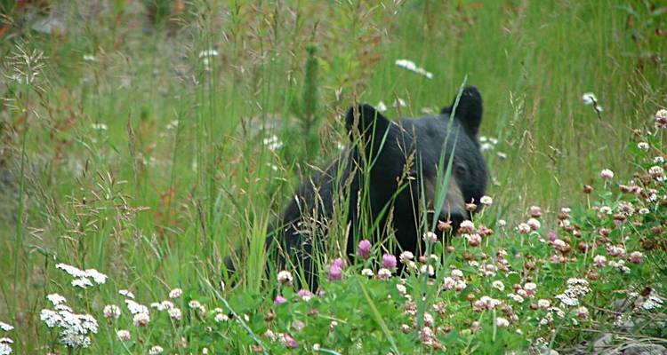Rocky Mountain Pioneer - Vacances en famille - Timberwolf Tours Ltd. 9