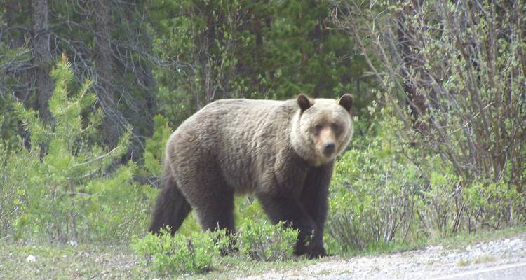 Des Rocheuses à l'île de Vancouver - Timberwolf Tours Ltd. 3