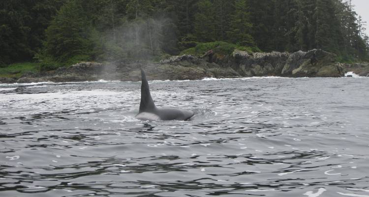 Hiking and Kayak on Vancouver Island - Timberwolf Tours Ltd. 9
