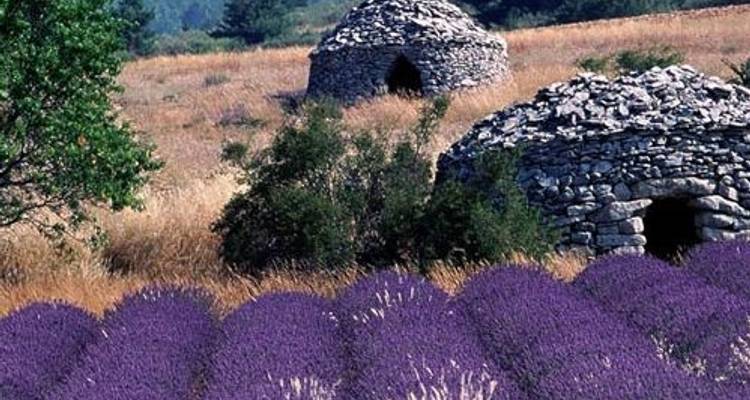 Provence Lavender Fields and Vineyards - Discover France Adventures 4