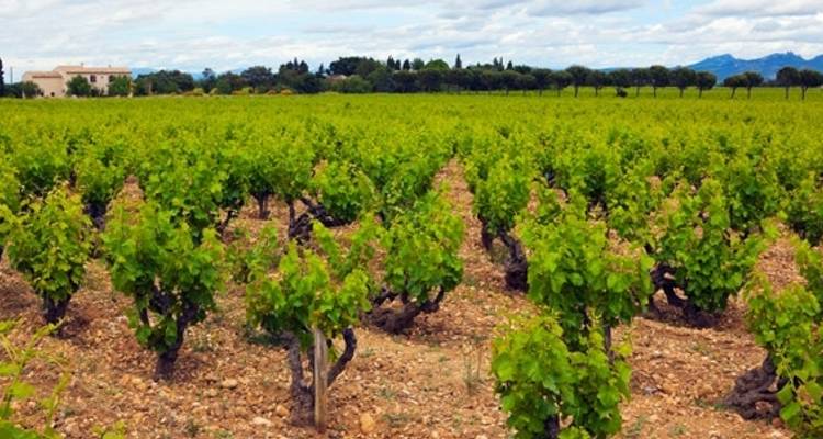 Lo mejor de la Provenza - Discover France Adventures 4