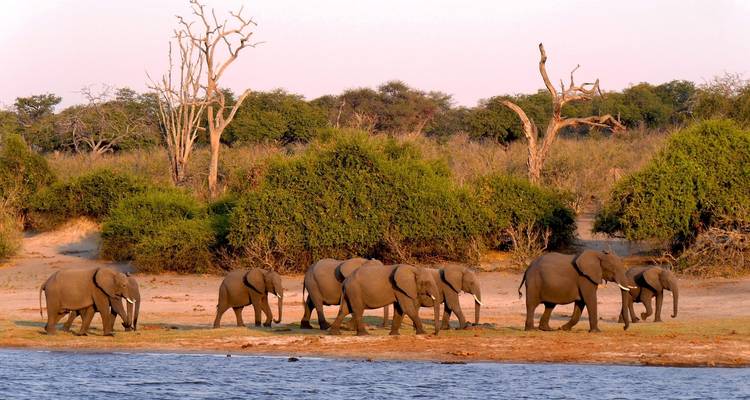 Safari au Botswana - Absolute Africa 2