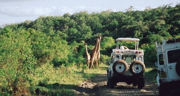 Serengeti y cráter del Ngorongoro - Absolute Africa 2