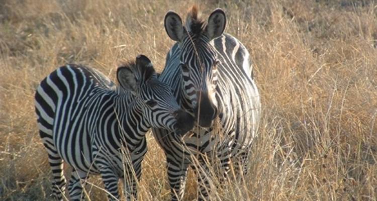 Serengeti y cráter del Ngorongoro - Absolute Africa 3