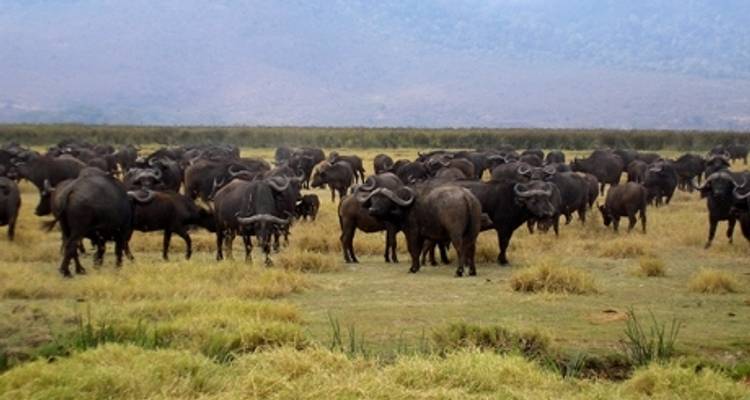 Serengeti y cráter del Ngorongoro - Absolute Africa 1
