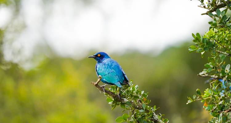 Un étourneau brillant bleu brillant perché sur une brindille sur fond de forêt verte floue.