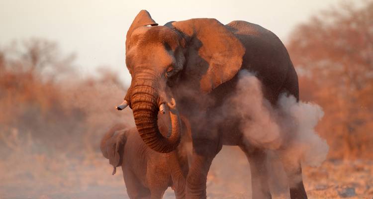 Elefante con cría entre polvo rojizo