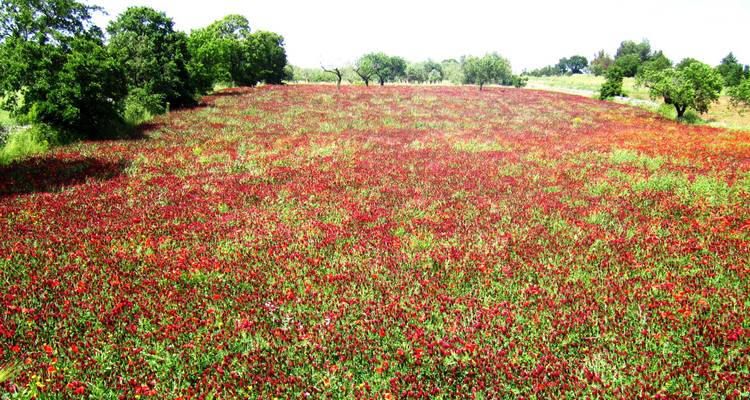 Champ couvert de fleurs rouges en pleine floraison.