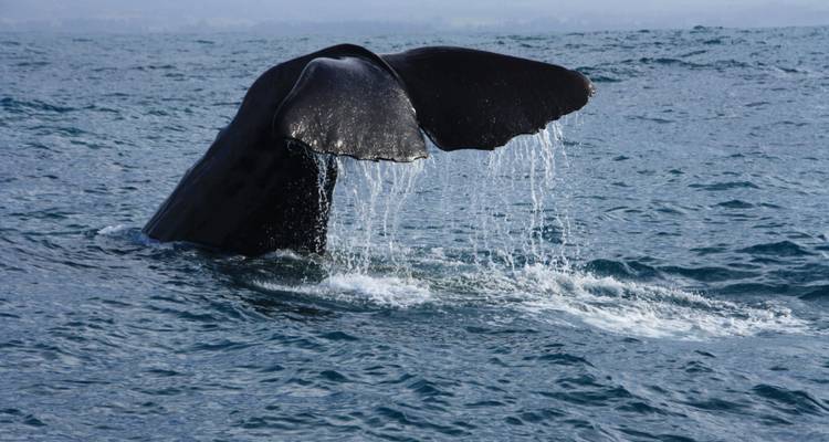La cola de una ballena emergiendo del océano.