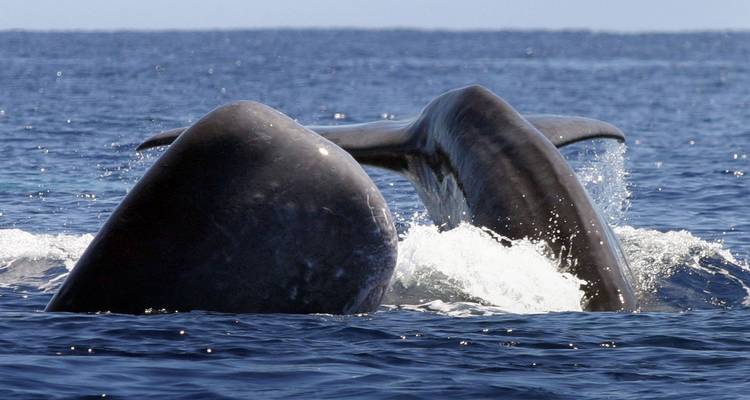 Cola de ballena emergiendo en el océano.
