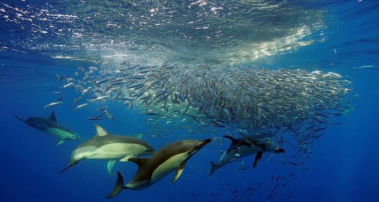 Escena submarina con delfines y un gran banco de peces.