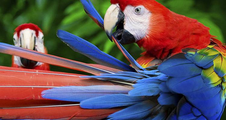 Des aras écarlates, bleus et jaunes aux plumages colorés se déploient sur fond de jungle verdoyante.