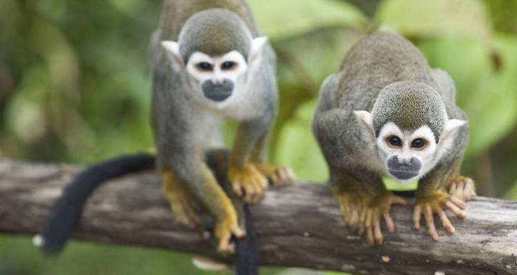 Paire de singes écureuils accroupis sur une branche, regardant intensément dans la dense forêt tropicale verte.