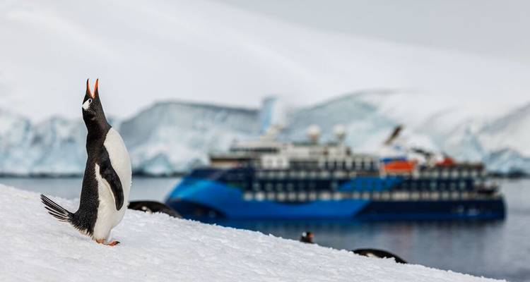 Penguin calling on snowy slope with expedition cruise ship blurred in background