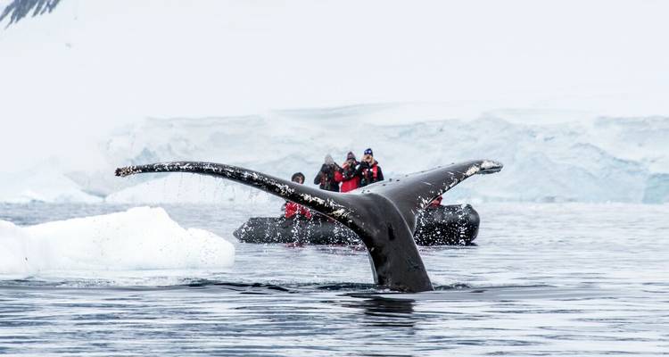 Humpback whale tail splashing near zodiac boat of bundled travellers amid ice floes