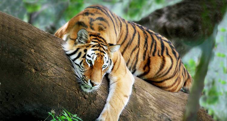 Tijger rustend op een boomtak in het bos.