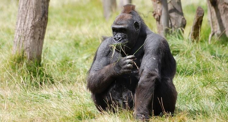 Uganda Overland: Gorillas & Chimps - G Adventures 2