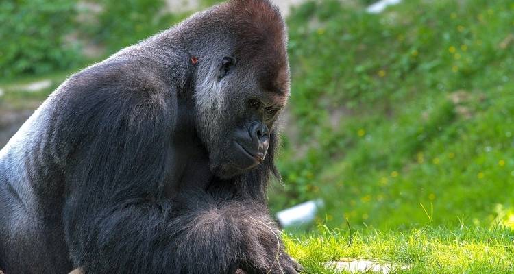 Uganda Overland: Gorillas & Chimps - G Adventures 8
