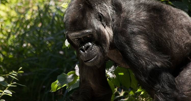 Uganda Overland: Gorillas & Chimps - G Adventures 7