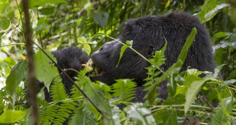 Uganda Overland: Gorillas & Chimps - G Adventures 4