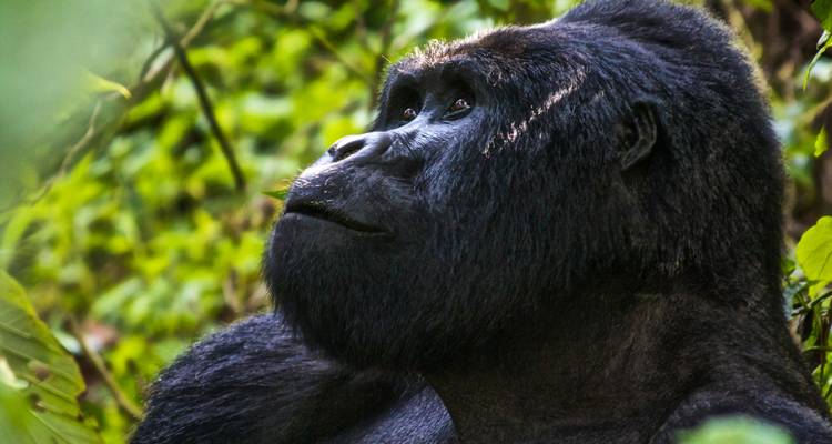 Uganda Overland: Gorillas & Chimps - G Adventures 6