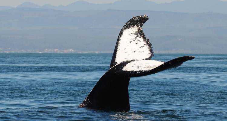 Garden Route, Safari & Winelands Wonder - Cullinan Guided Journeys 6