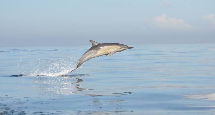 Garden Route, Safari & Winelands Wonder - Cullinan Guided Journeys 3