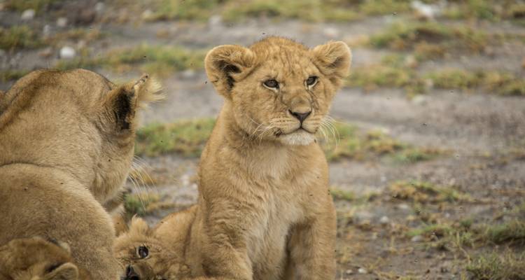 Safari de campamento en Masai y Tanzania - G Adventures 4