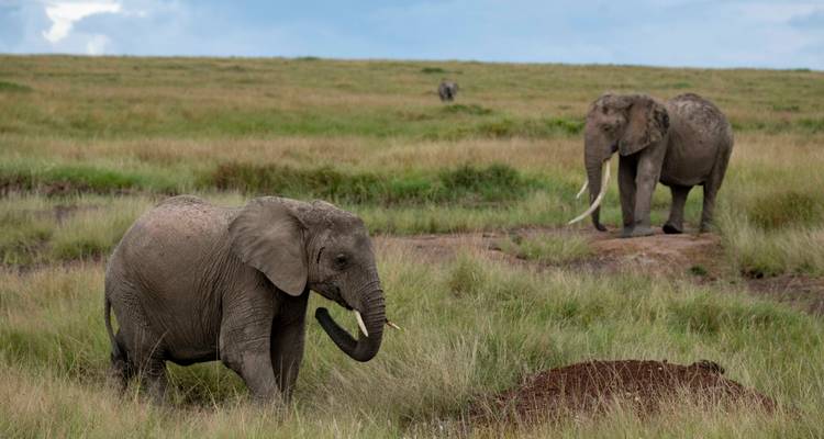 Trois éléphants africains en train de paître dans une savane ouverte en safari