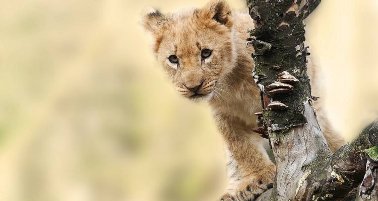 Exploration du Mozambique et du Zimbabwe - camping - 14 jours - Acacia Adventure Holidays 1