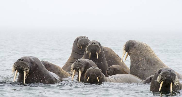 Explorador de Svalbard: Lo Mejor del Alto Ártico Noruego - Intrepid Travel 2