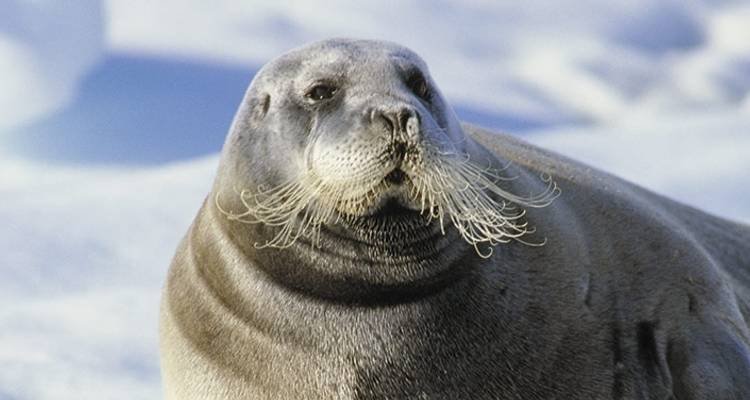 Explorador de Svalbard: Lo Mejor del Alto Ártico Noruego - Intrepid Travel 4