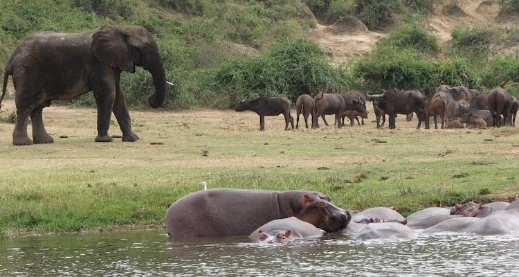 Rivières d'Afrique - Absolute Africa 2