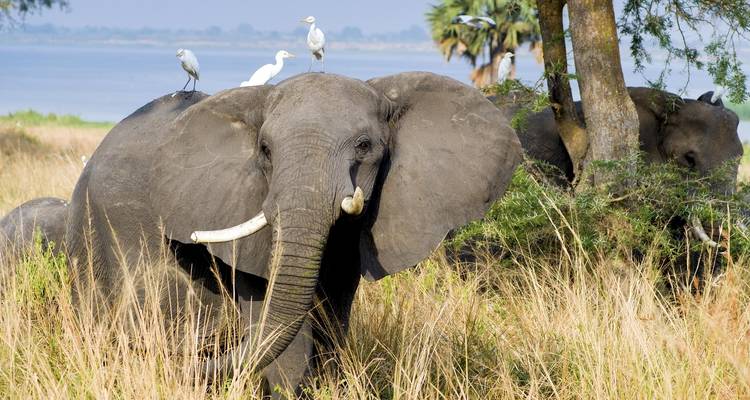 Tusker Trails - Absolute Africa 9