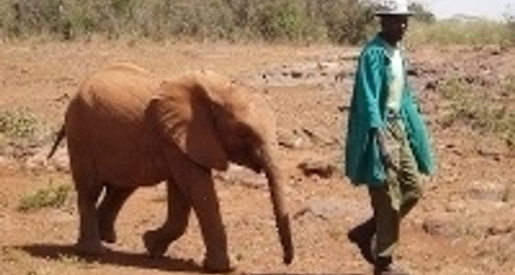 Sons de Simba - Absolute Africa 3