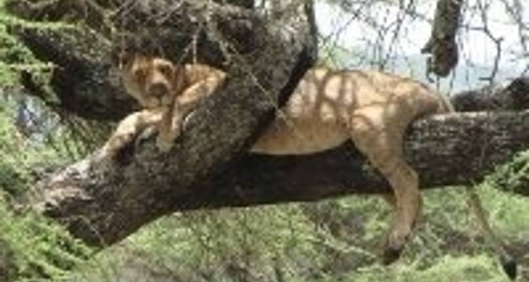 Sons de Simba - Absolute Africa 4