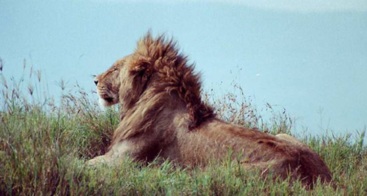 Sons de Simba - Absolute Africa 6