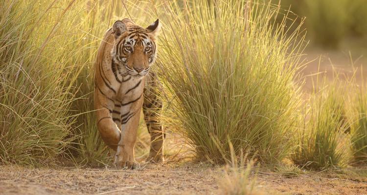 Northern India Family Holiday (including New Delhi) - Intrepid Travel 1
