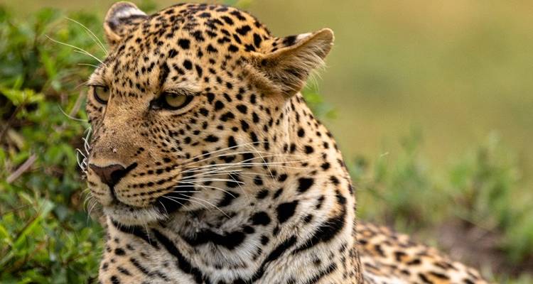 Safari familiar en Kenia - Intrepid Travel 10