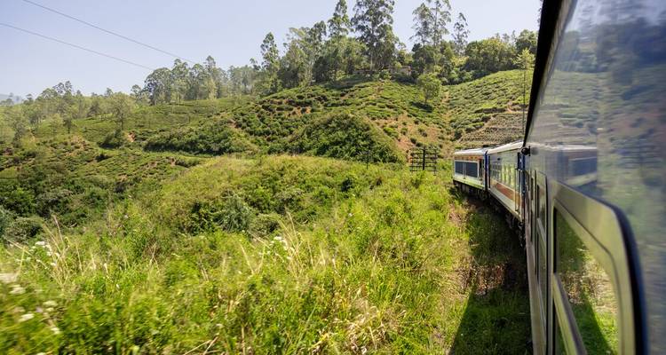 Train traversant un paysage verdoyant luxuriant.