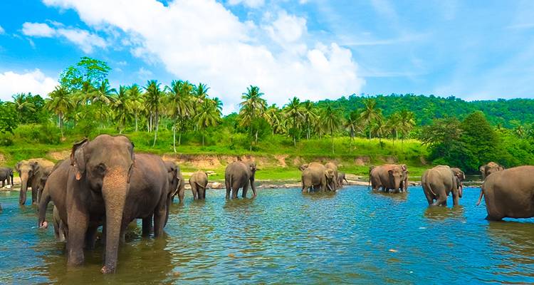Vacances en famille au Sri Lanka - Intrepid Travel 8