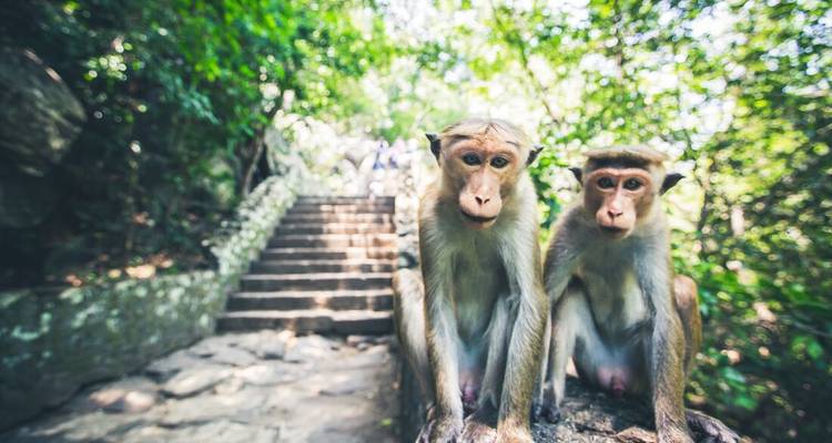 Vacances en famille au Sri Lanka - Intrepid Travel 9